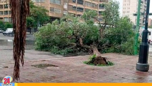 Se cayó un árbol en la Avenida Bolívar con 137 tras fuertes lluvias