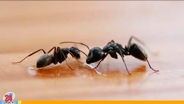Alejar a las hormigas - Alejar a las hormigas