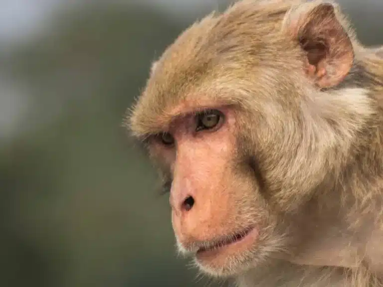 OMS cambiará nombre de «viruela del mono» por esta razón