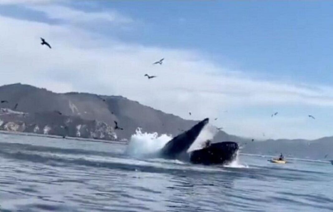 Dos mujeres fueron 'tragadas' por una ballena jorobada