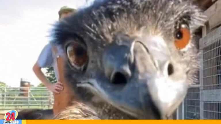 ¡Viral en TikTok! Emmanuel, el emú que se desespera ante una cámara