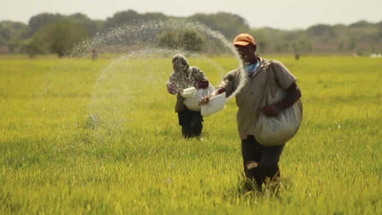 Guárico rompe récord con producción de arroz: 35 mil hectáreas
