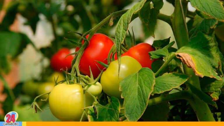 Los beneficios de la hoja de tomate ¿Para qué sirve?