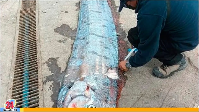 El pez remo apareció en Chile y es considerado un mal augurio (VÍDEOS)