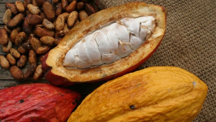 Madera, cacao y café: rubros que Venezuela exporta hacia Canadá
