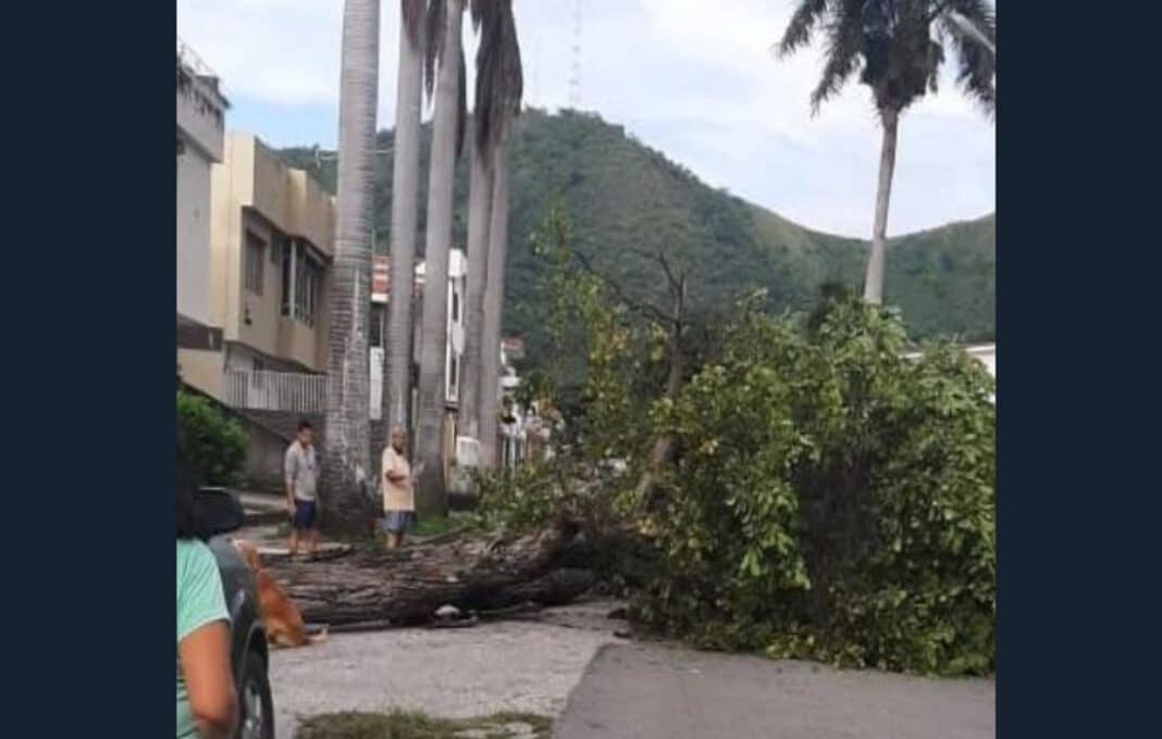 Un árbol se cayó en la Urbanización Trigal Sur
