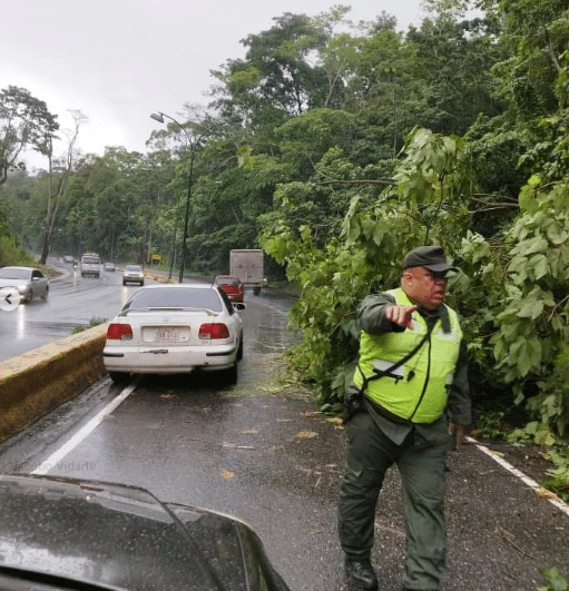 ¡Precaución! Reportan árbol caído en la ARC y colapso vehicular (+FOTOS)