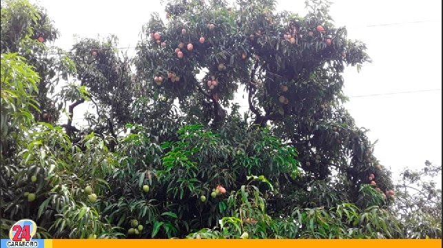 Poda urgente de un mango piden en San Blas I