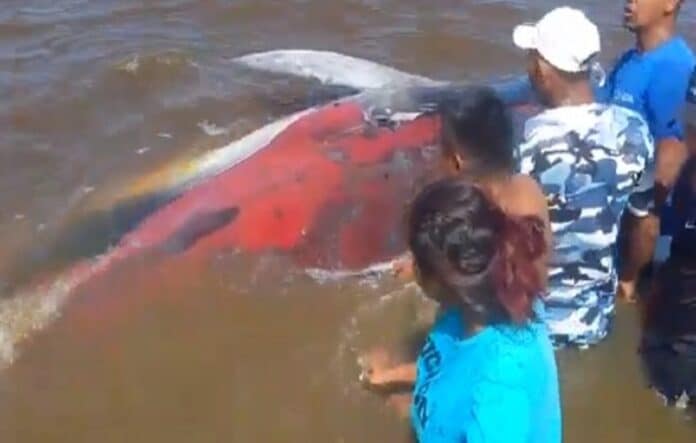 Rescataron ballena que quedó varada en una playa de Pedernales