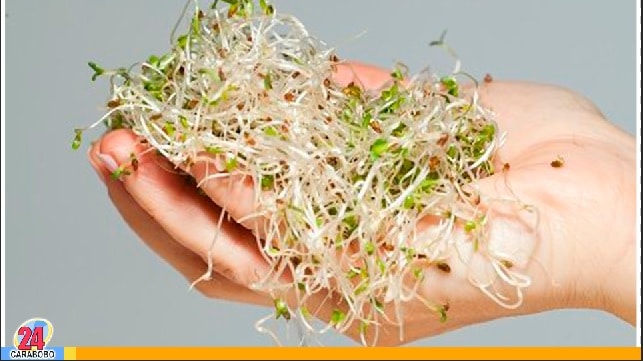 Alfalfa, beneficios y propiedades para tu organismo