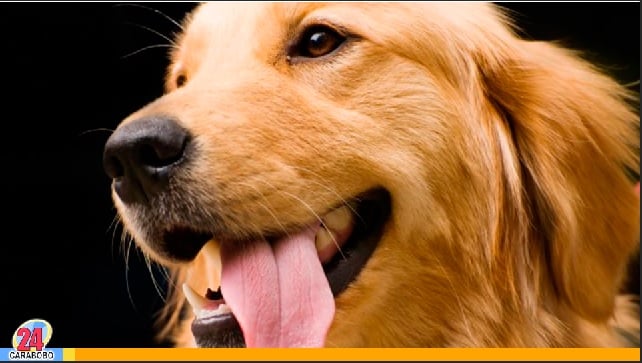 Golden Retriever, un perro activo y familiar