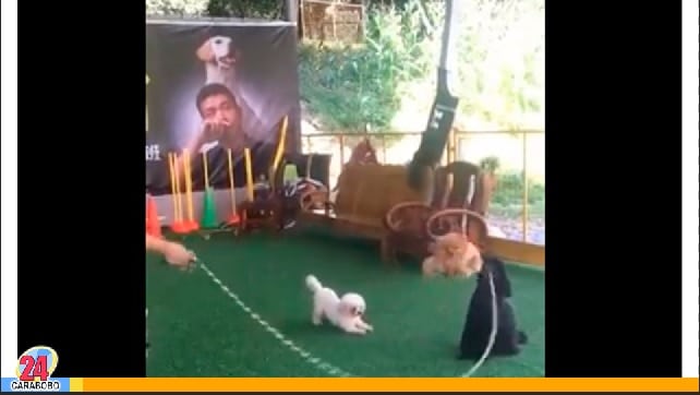 ¡Míralo! El vídeo de los perros saltando la cuerda se hizo viral