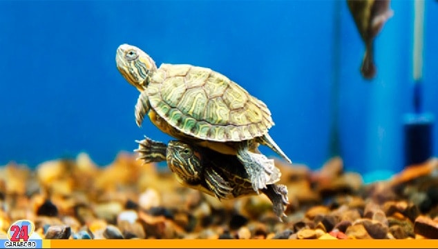 tortuga acuática en casa - tortuga acuática en casa