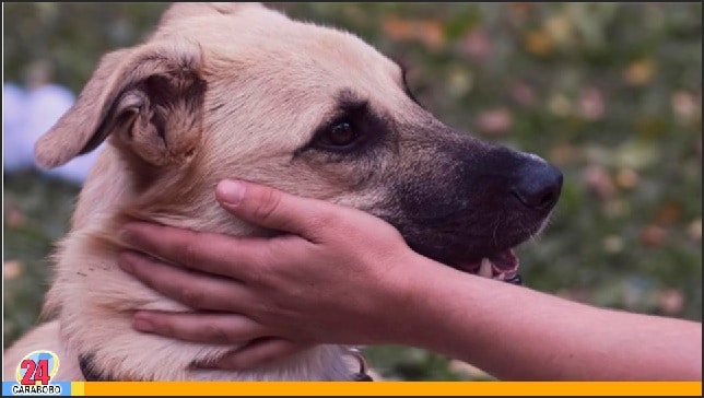 Terapia con tu mascota - Terapia con tu mascota