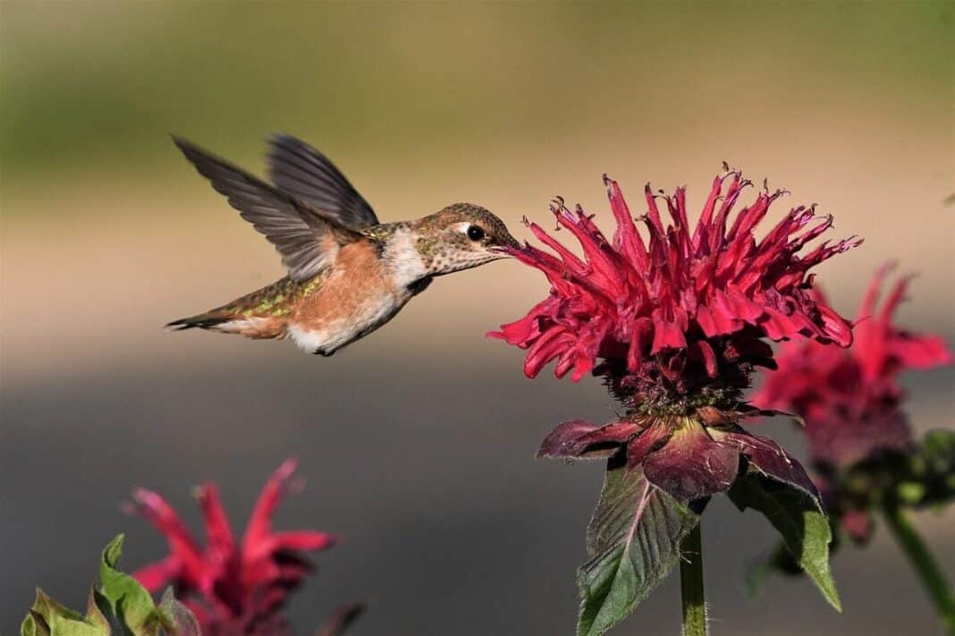 Presencia de un colibrí en casa