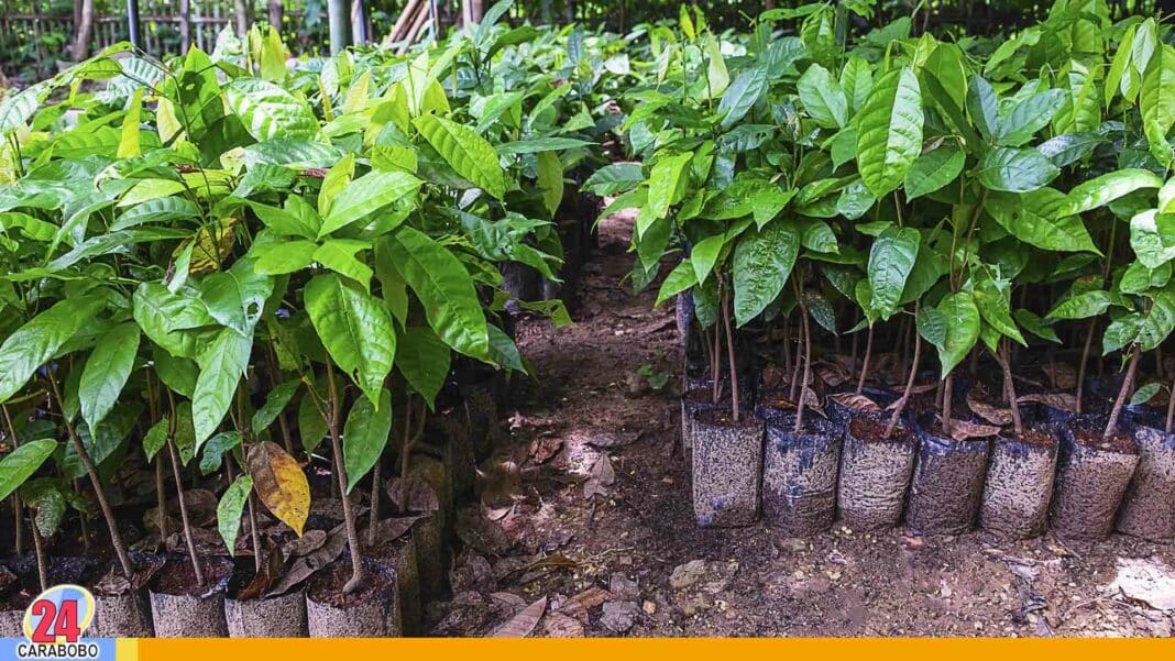 plantas de cacao productores Bejuma
