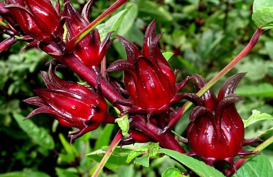 cultivar flor de jamaica