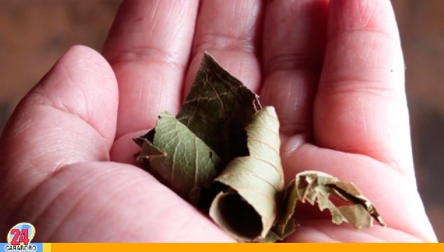 El té de hojas de guayaba - El té de hojas de guayaba