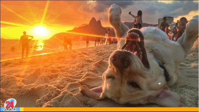 A la playa con tu perro - A la playa con tu perro