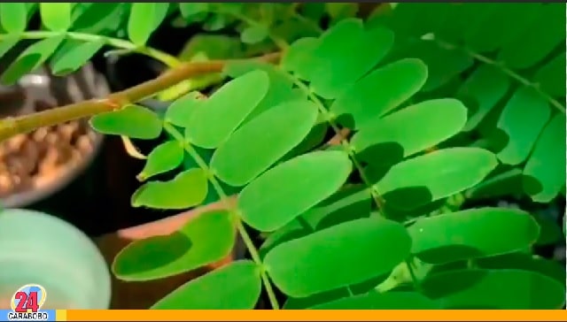 Beneficios de las hojas de tamarindo - Beneficios de las hojas de tamarindo