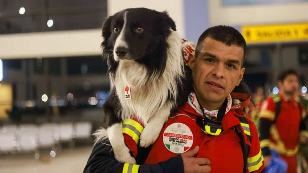 perros rescatistas Siria Turquía