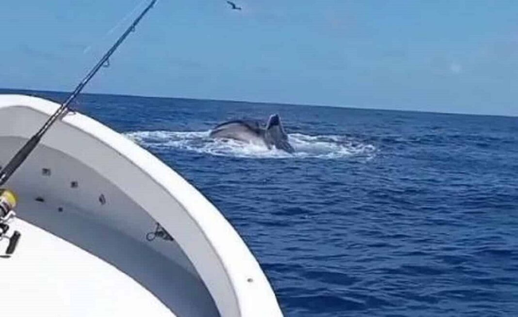 Pescadores ballenas Los Roques La Guaira