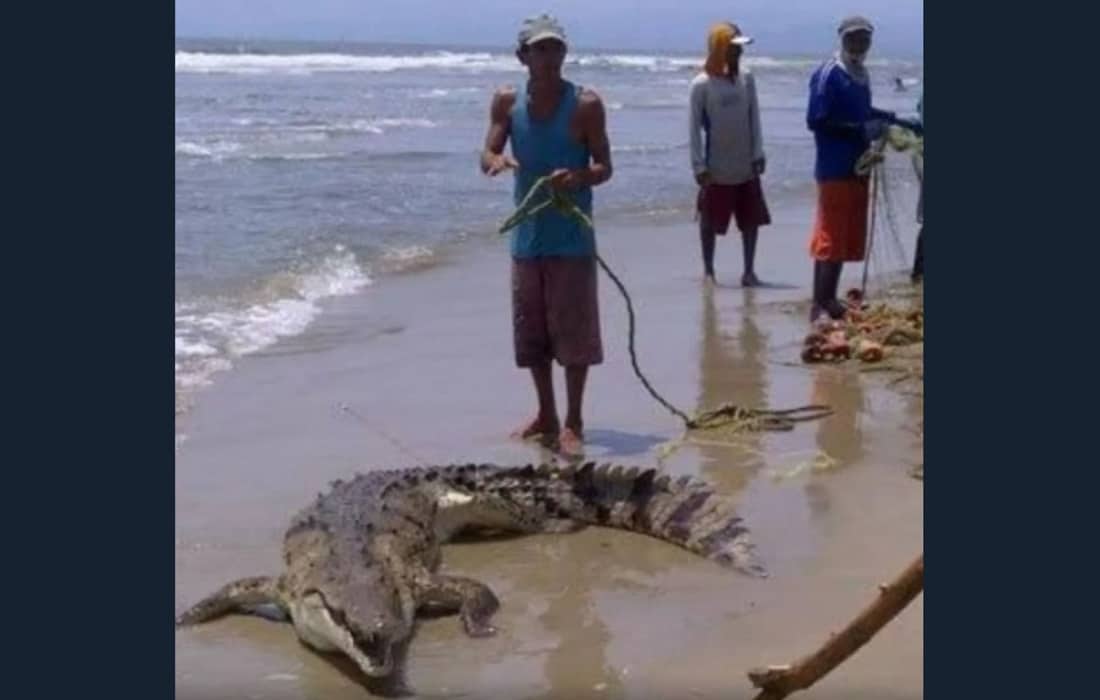 Reportan presencia de cocodrilos en playas de Morrocoy