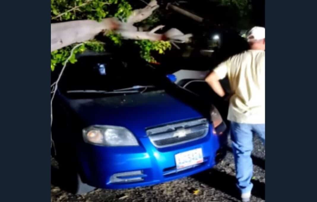 San Diego árbol cayó vehículo