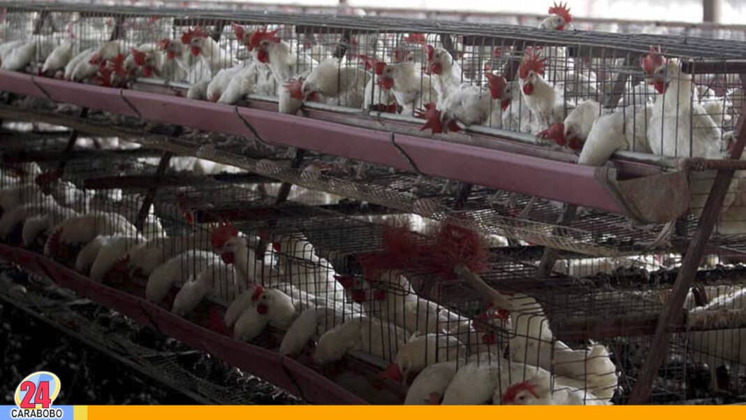 gripe aviar en Latinoamérica