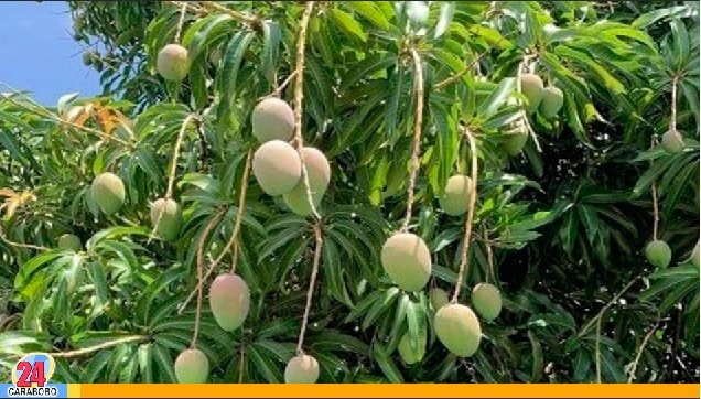 Propiedades de las hojas de mango - Propiedades de las hojas de mango