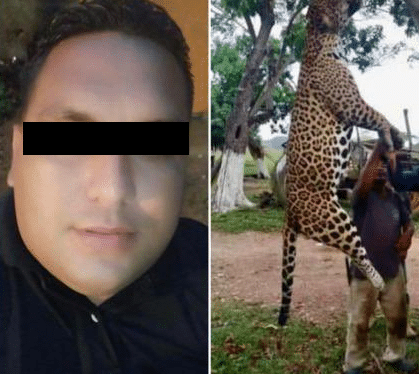 detenido monagas asesinó jaguar