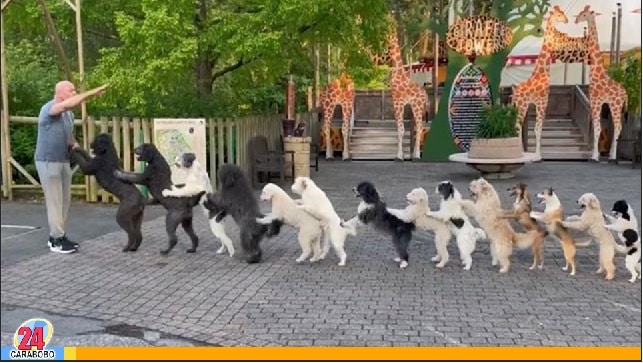 Fila de perros bailando Conga - Fila de perros bailando Conga