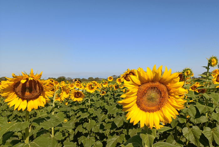 avanza productividad girasoles Portuguesa