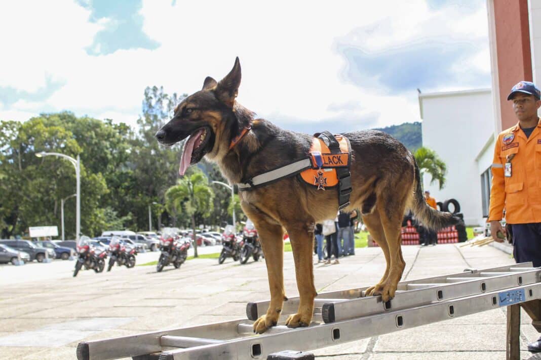 Protección Civil adiestra caninos desastres naturales