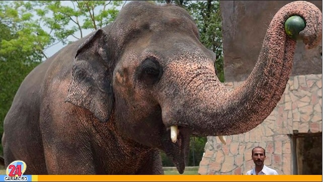 La alcabala de los elefantes - La alcabala de los elefantes