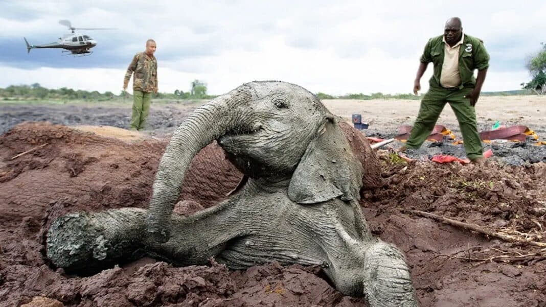 elefante bebé aúpa madre fango