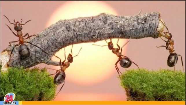 Las hormigas - Las hormigas