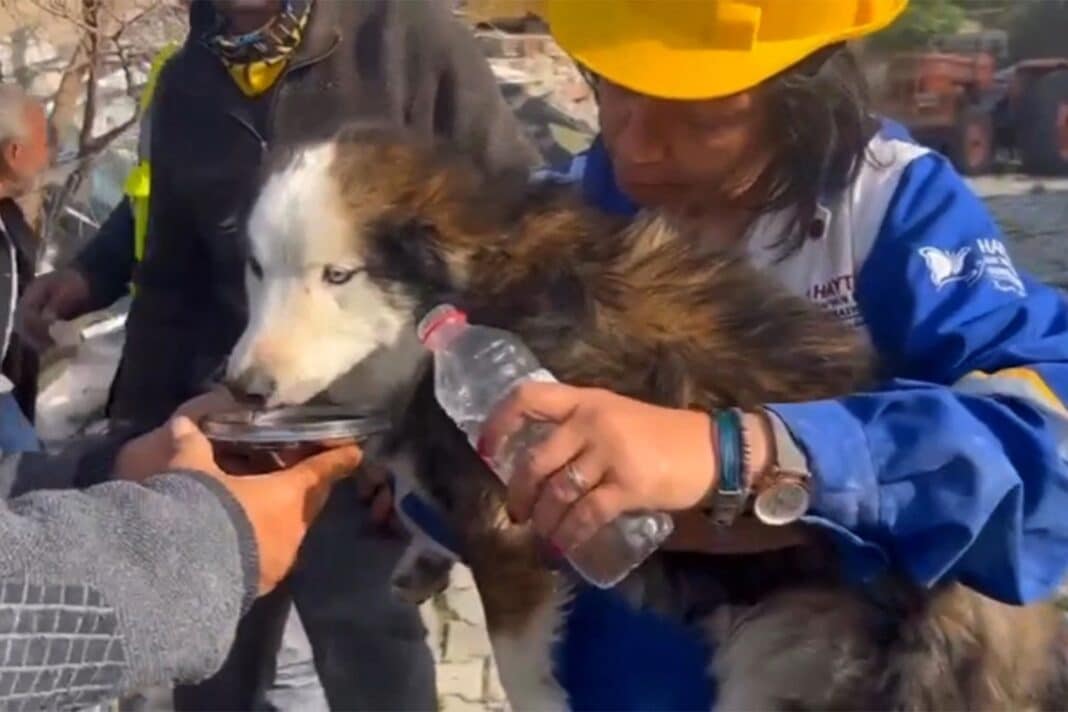 rescatan perro Turquía terremoto