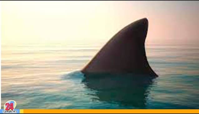 Tiburones en costas de Brasil - Tiburones en costas de Brasil