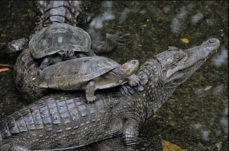 tortugas y cocodrilos pueden extinguirse