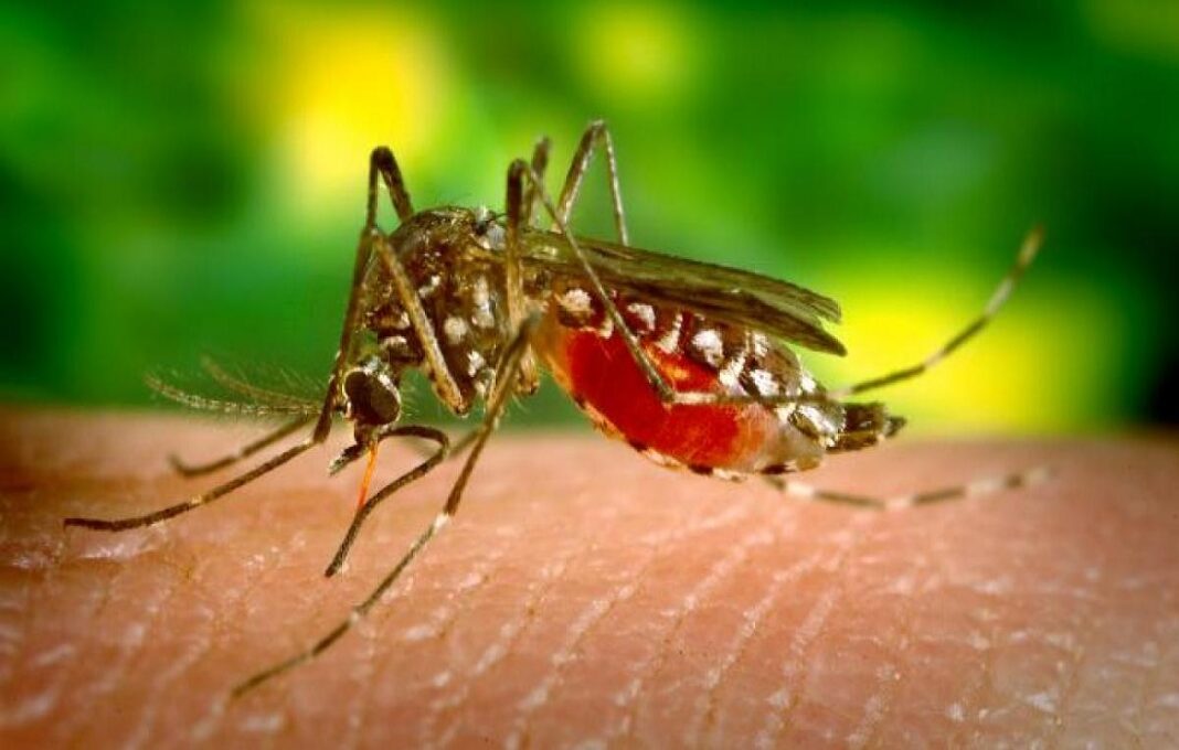 Venezuela cerco epidemiológico paludismo