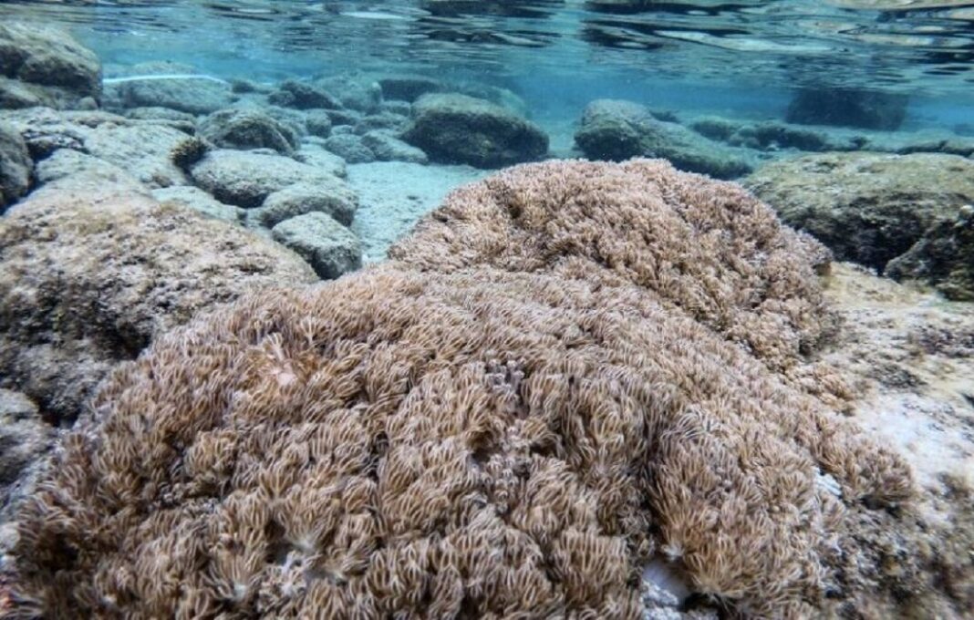 exótico coral invade venezuela