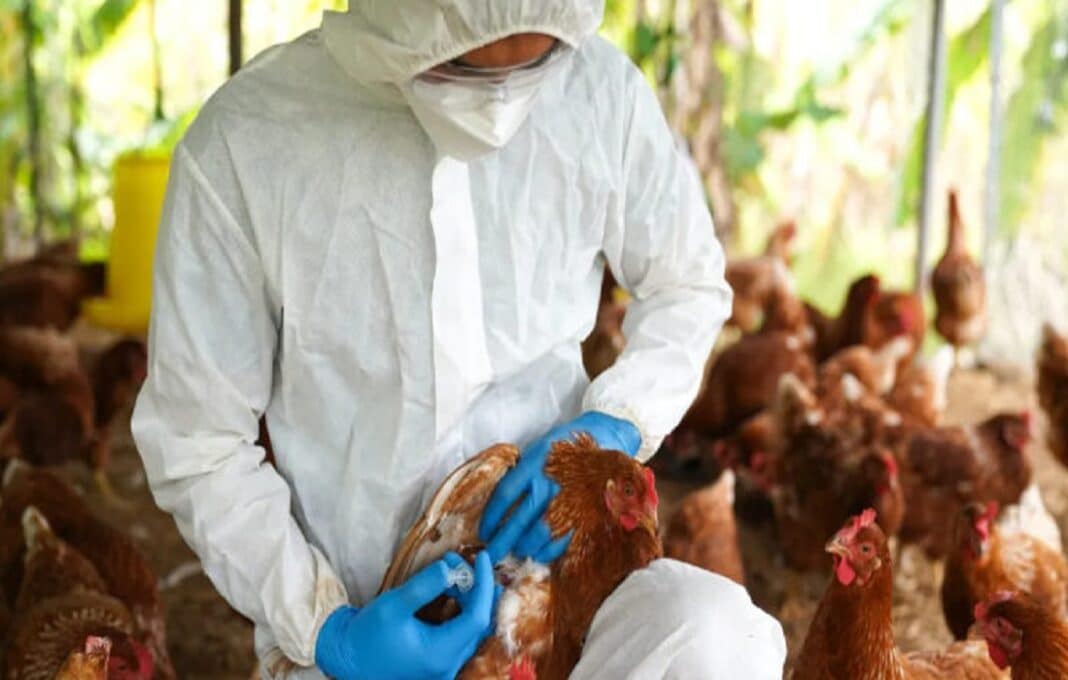 gripe aviar carne pollo sudamérica
