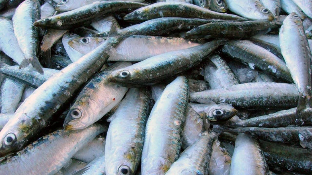 Las sardinas – las sardinas