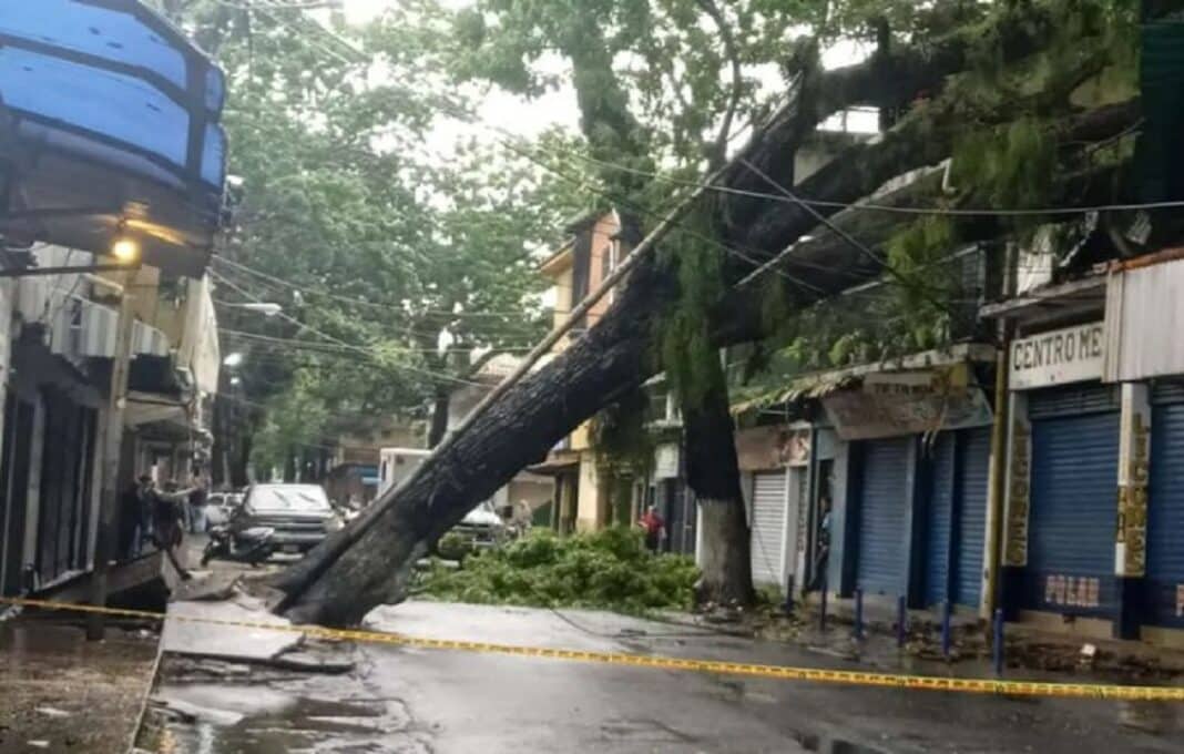 lluvias-caida-arboles-carabobo