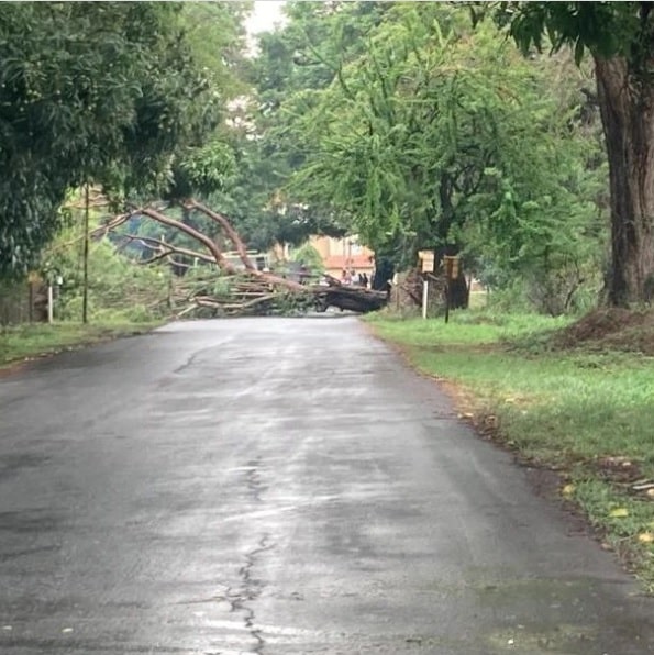 lluvias-caida-arboles-carabobo