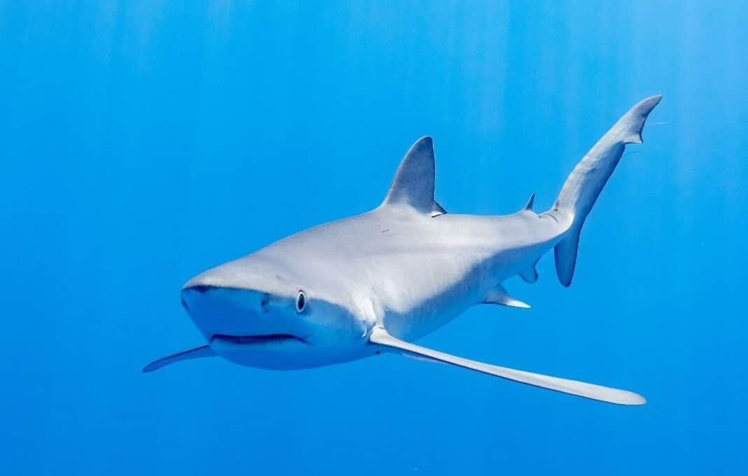 windsurfista mordida tiburón