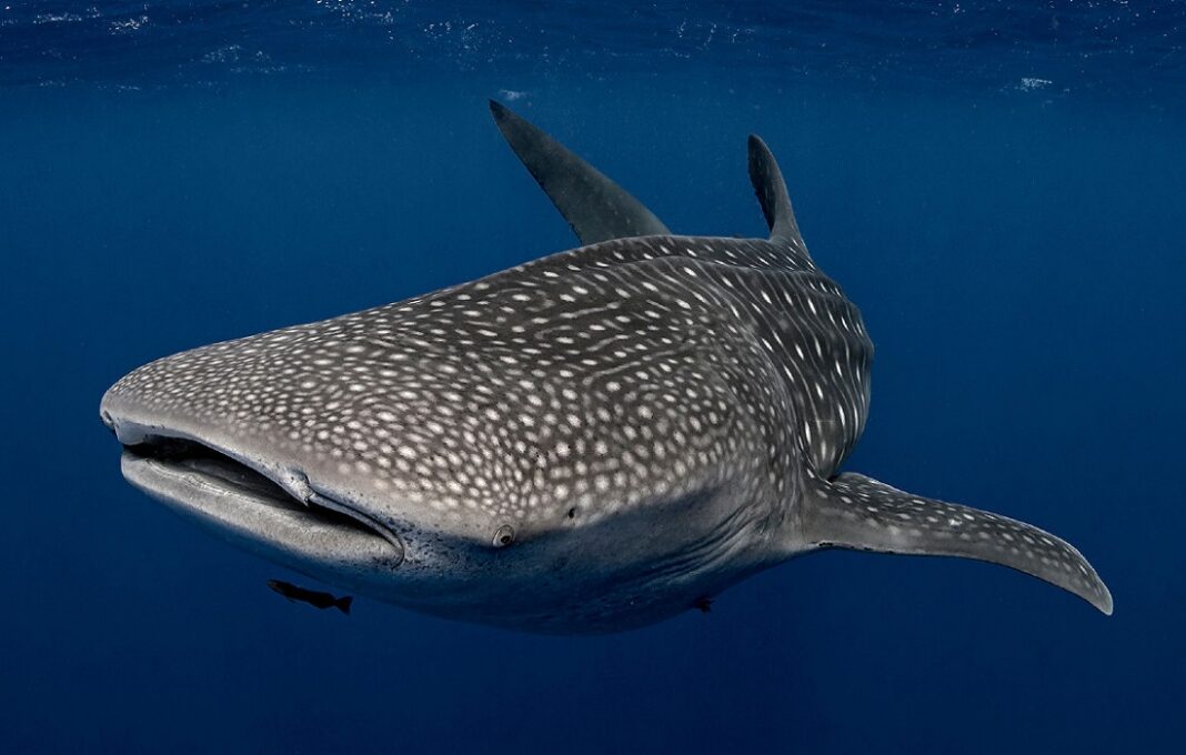 tiburón ballena la guaira