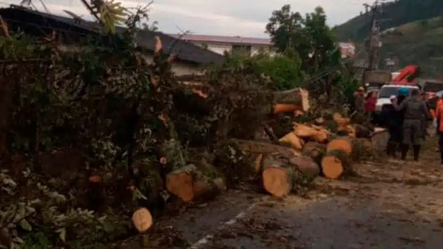 Colapso de árboles en Mérida 