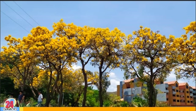 El amarillo del Araguaney - El amarillo del Araguaney